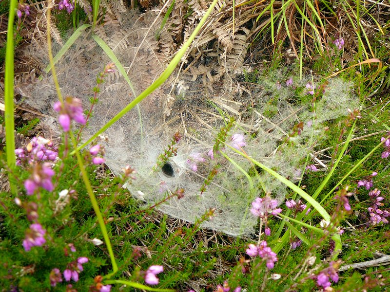 Bruyères cendrées et piège arachnéen